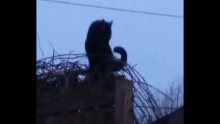 When She Smiles by Elf circa 1975