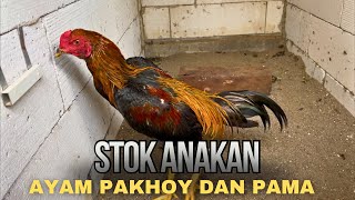 Download lagu UPDATE ON PAKHOY AND PAMA CHICKEN FARMING mp3
