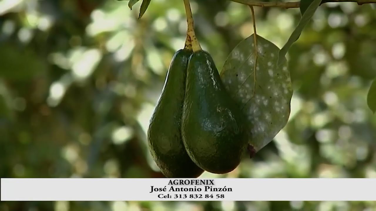 AGUACATES ORGÁNICOS AGROFENIX   SAN ANDRES   SANTANDER CAPITULO 1