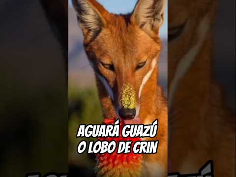 AGUARÁ GUAZÚ EN SAN JOSÉ DE LA DORMIDA. #naturaleza #lobo #zorro