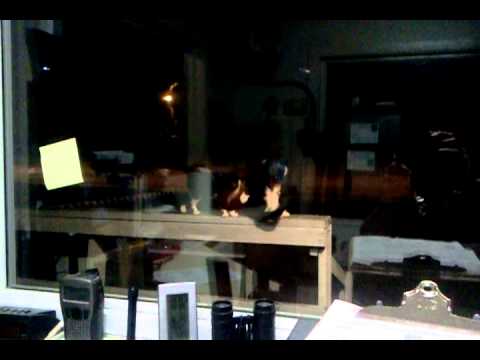 Esee 6 with factory sharpened top edge clip point