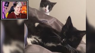 САМОЕ МИЛОЕ ВИДЕО ВО ВСЕЛЕННОЙ НЕ ЗАЛИПНИ И НЕ ЗАСМЕЙСЯ ЧЕЛЛЕНДЖ
