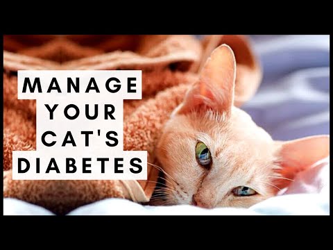 Manage Your Cats Diabetes