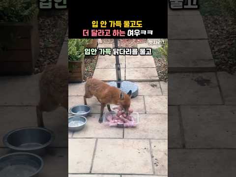 입 안 가득 물고도 더 달라는 여우ㅋㅋ #동물 #여우