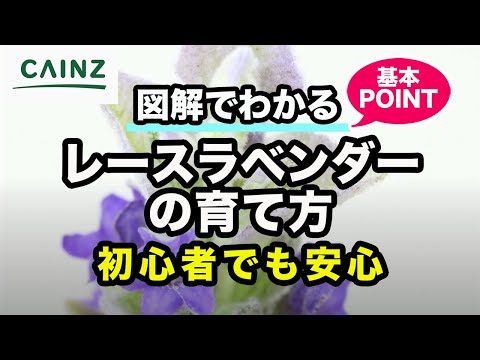 culture-lavande-conseils-pratiques-idées-déco-gros-plan-fleurs