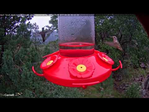 Rivoli's Hummingbirds Compare Plumage – Sept. 6, 2017