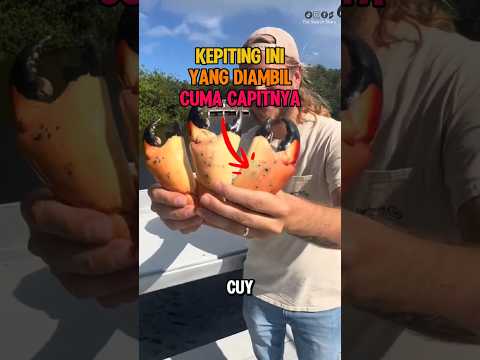 Kepiting Yang Di Panen Hanya Capitnya Saja #fakta #unik #informasi