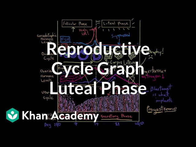 Video pronuncia di luteal phase in Inglese