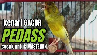 Download lagu Masteran KENARI GACOR ngeroll panjang,Cuit Cuit Emosi AMPUH bikin kenari nyaut ,Masteran MURAI BATU mp3