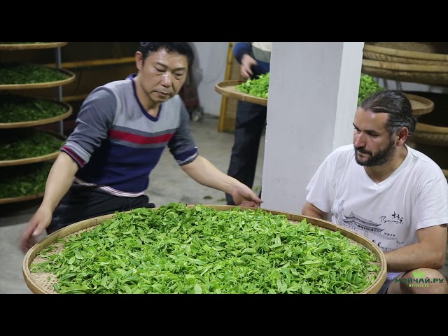 Как делают чай. Улун Фэнхуан Даньцун в горах Феникса, традиционная технология. Часть Первая