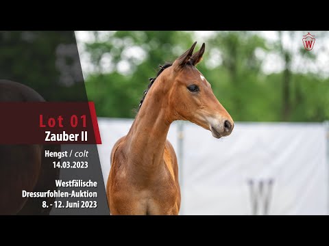 Dressurfohlen-Auktion Lot 01 Zauber II Hengst v. Zauberlehrling PS - De Niro