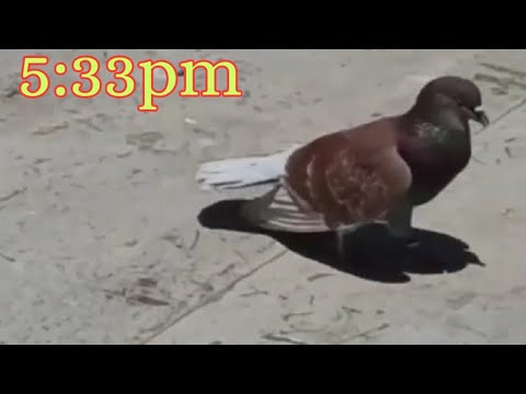Dubai 3 Pigeons Landing After 5:15pm 46°Temperature|Dubai Pigeons Sports