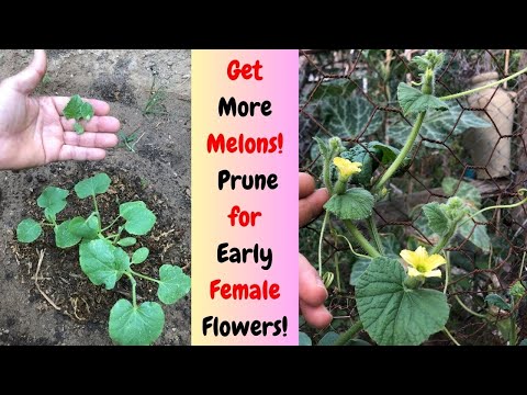 Get More Melons: Prune for Early Female Flowers🍈#melon #gardening #gardeningtips #howtogrow #plants