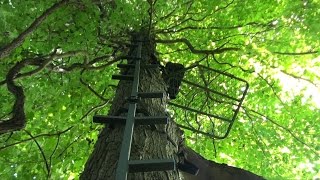 Treestand Placement on Food Plots Deer Hunting