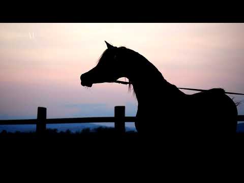 Arabian Horse Magazine -SULTAN AL ZOBARA - Abhaa Arabians