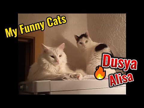 My Funny Cats Dusya & Alisa