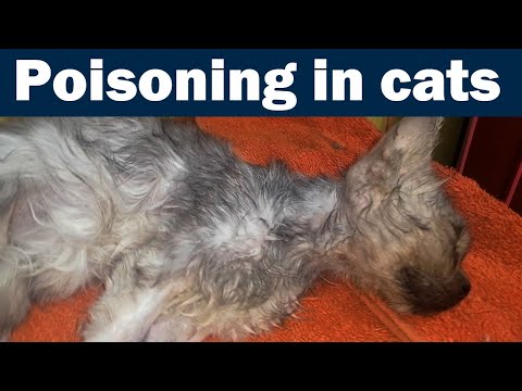 Anti-freeze (Ethylene Glycol) Poisoning in cats || Cat Poisoning solution || Vet Furqan Younas
