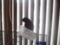 The Devil Bird