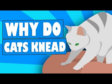 Why do cats KNEAD?