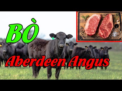 , title : 'Giống Bò Angus(Aberdeen Angus)Nguồn Gốc Và Đặc Điểm Chăn Nuôi#3phutnongnghiep #AberdeenAngus'