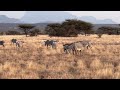 Kenya Trip Drive Three Zebras Mating
