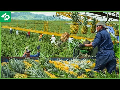 American Farmers Produce 8.5 Million Tons of Pineapples this Way - Agriculture Technology