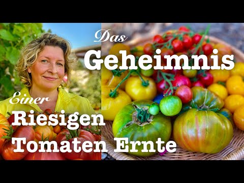 #78  🍅🌿Erfolgreich Tomaten anbauen 🌱🍅 Das Geheimnis einer riesigen Tomatenernte!