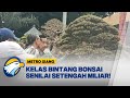 Pameran Bonsai Ada Kelas Bintang Senilai 500 Juta Metro Siang