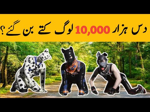 Human puppy , Human dogs in Europe | Insani kute | Dogs and puppies