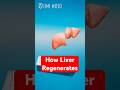How Your Liver Regenerates If You Donate Partially  #medical #organdonation