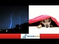 5 Tips To Calm A Dog That's Afraid of Thunder or Fireworks