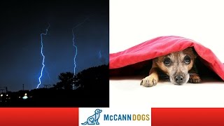 How To Calm A Dog That&#39;s Afraid of Thunder - Professional Dog Training Tips