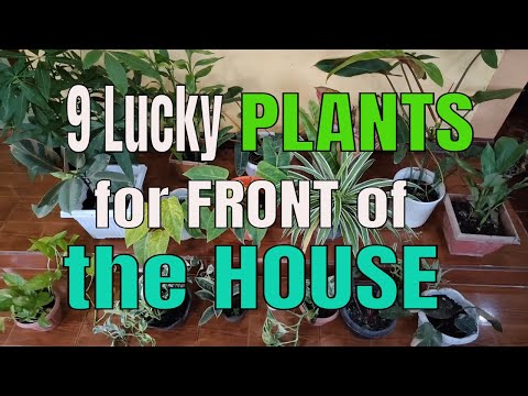 9 LUCKY PLANTS YOU SHOULD PLACE IN FRONT OF YOUR HOUSE TO ATTRACT WEALTH THIS 2022 | FENG SHUI TIPS