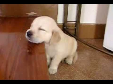 Chiens drôles qui ont perdu le combat contre le sommeil - chiens essayer de rester éveillé