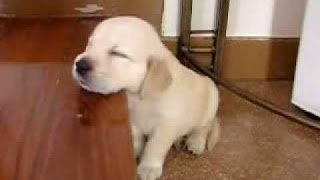 Miniature vidéo
