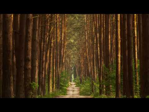 12 May – Bike trip from Berlin to Fürstenberg, landscape photography in the forest