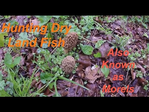YouTube video about: When do dry land fish come up in ky?
