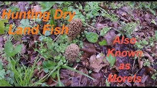 Hunting Dry Land Fish  (Morels)