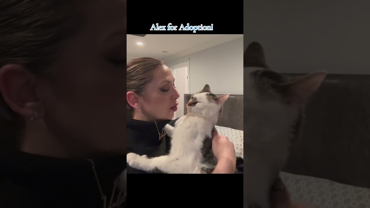 Enlarge Alex, a Adoptable Domestic Short Hair in Long Beach, NY video 5/5