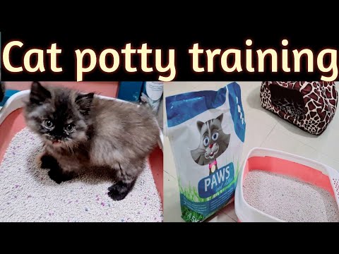 Cat potty training|How cat use litter box for toilet|persian cat|