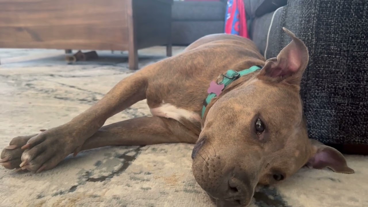 Bingo, a Adoptable mixed breed in West Chester, PA video 6/6