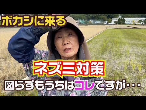 ペットボトルを使ってネズミを追い払うことができたらどうしますか?使用説明書！  庭園