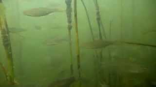 preview picture of video 'Pod wodą,jezioro Sławskie.Fish under water lake slawskie Poland.mpg'