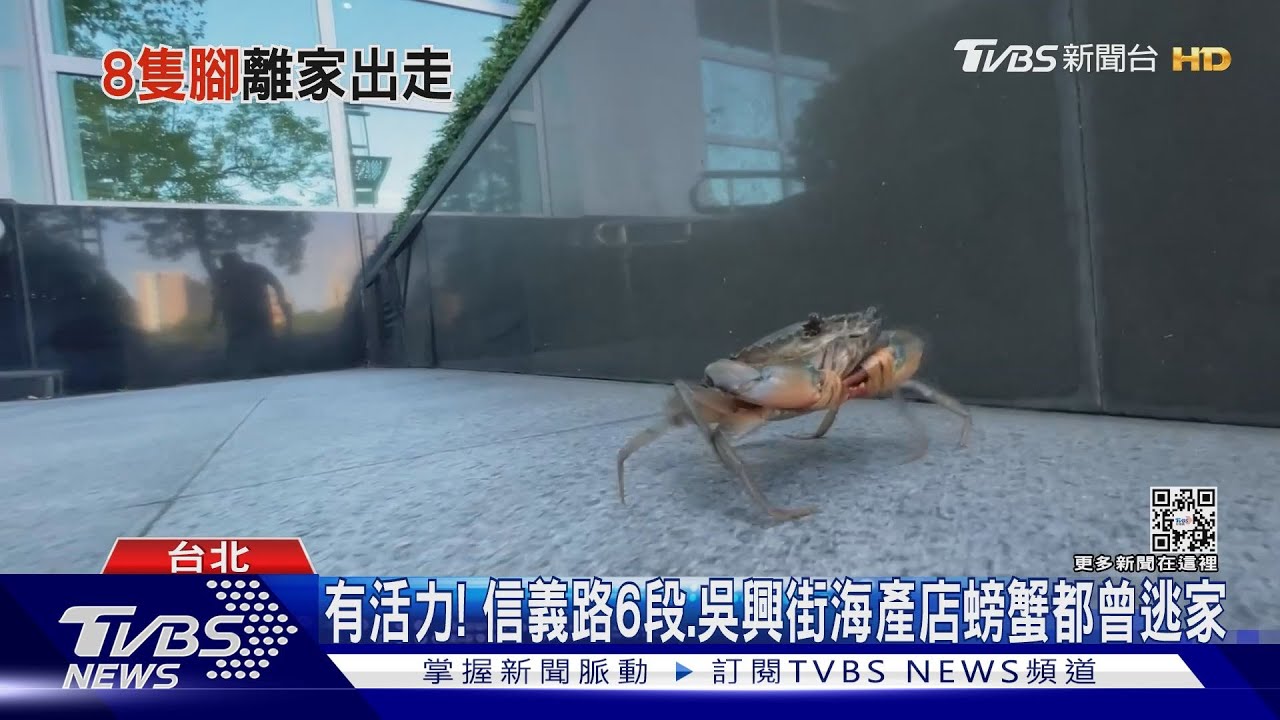 信義區「螃蟹逃家」逛街！　海產店：這我家公主啦
