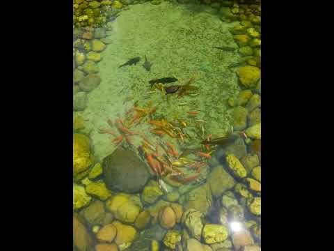 peixinhos lindos!(1)