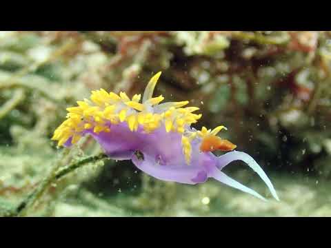 Spanish Shawl 10 18 25