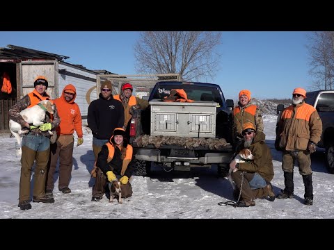 Wisconsin Rabbit Hunt With Beagles | INSANE Action!!