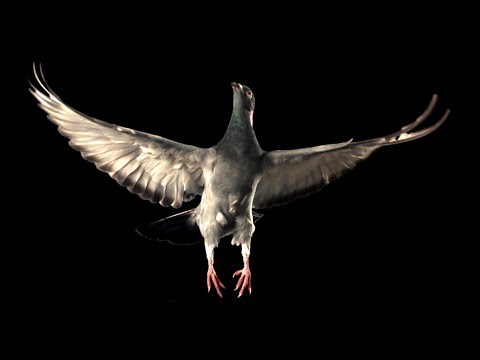 Slow Motion Pigeon Flight | BBC Earth