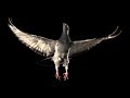 Slow Motion Pigeon Flight BBC Earth