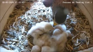 The new male discovers the falcons